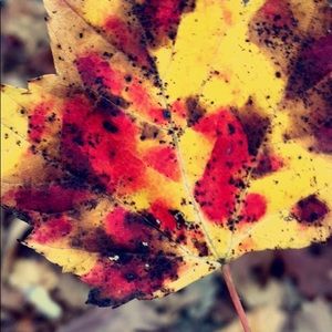 Meet your Posher, Amiya